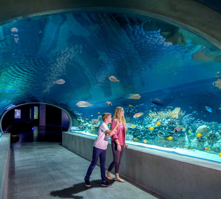 OdySea Aquarium (Scottsdale,&nbspAZ)